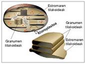 5. Irudia: Pigmentu fotosintetikoak non aurkitzen diren kloroplastoetan.<br><br>